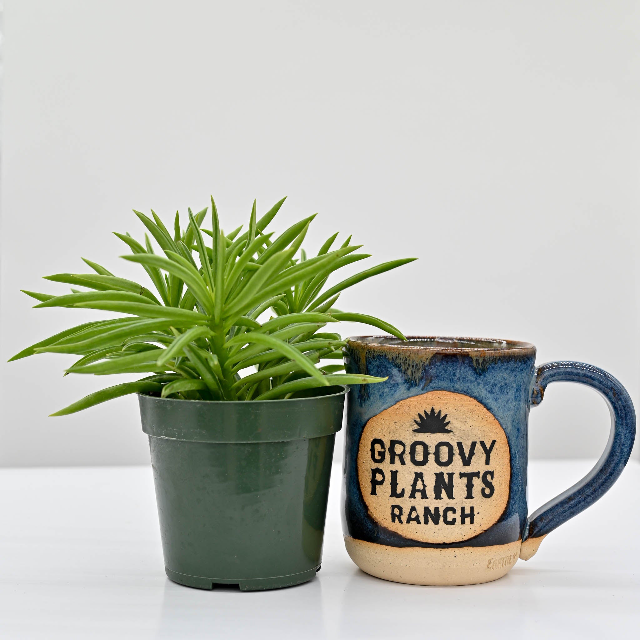 Happy Bean Plant | Peperomia ferreyrae