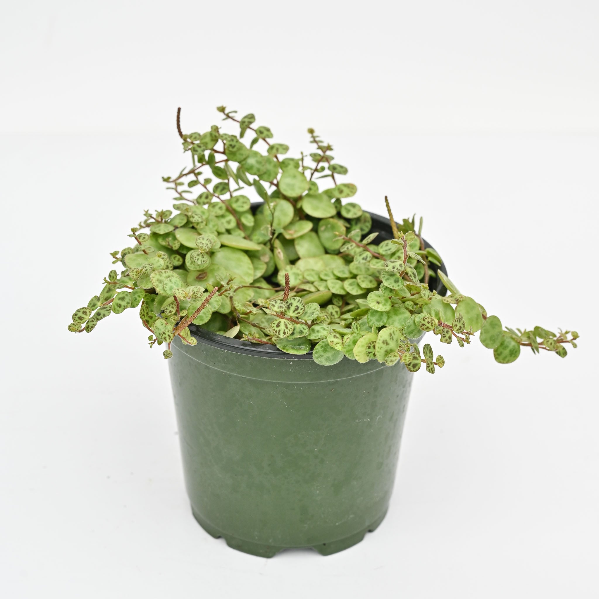 String of Turtles | Peperomia 'prostrata'