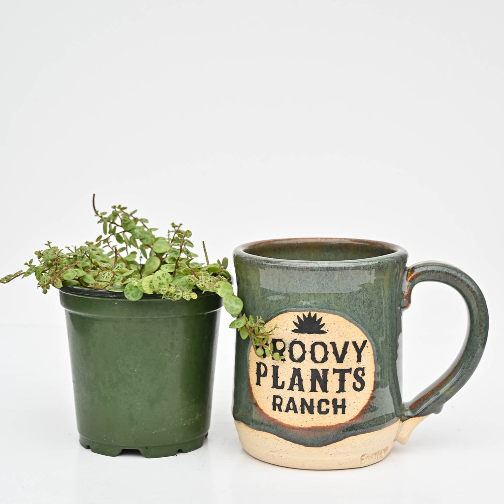 String of Turtles | Peperomia 'prostrata'