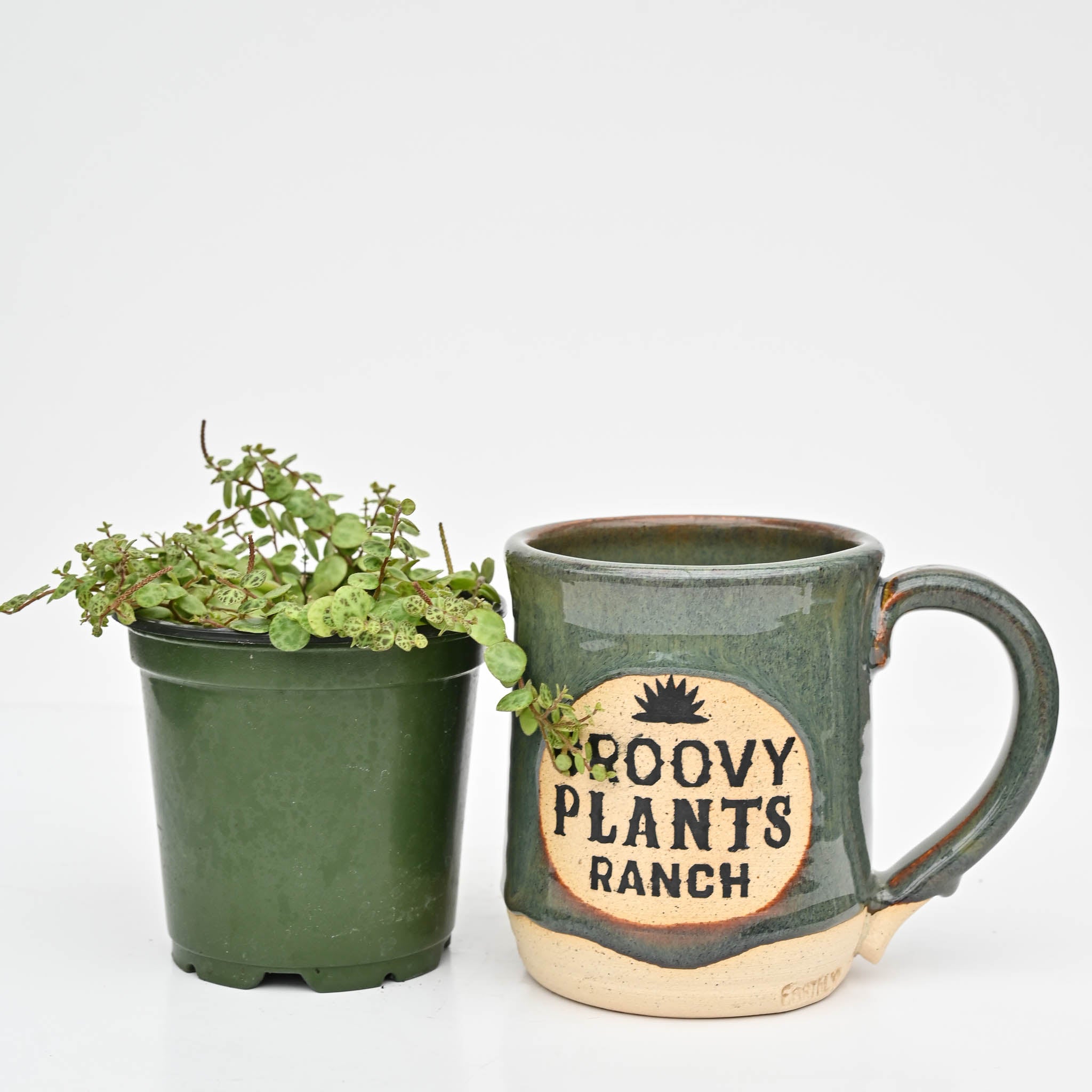 String of Turtles | Peperomia 'prostrata'