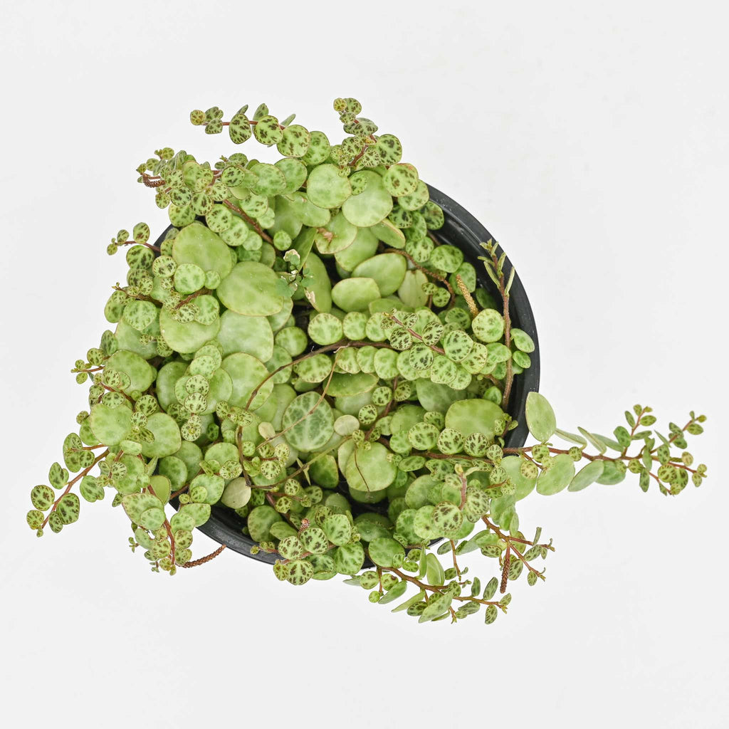 String of Turtles | Peperomia 'prostrata'