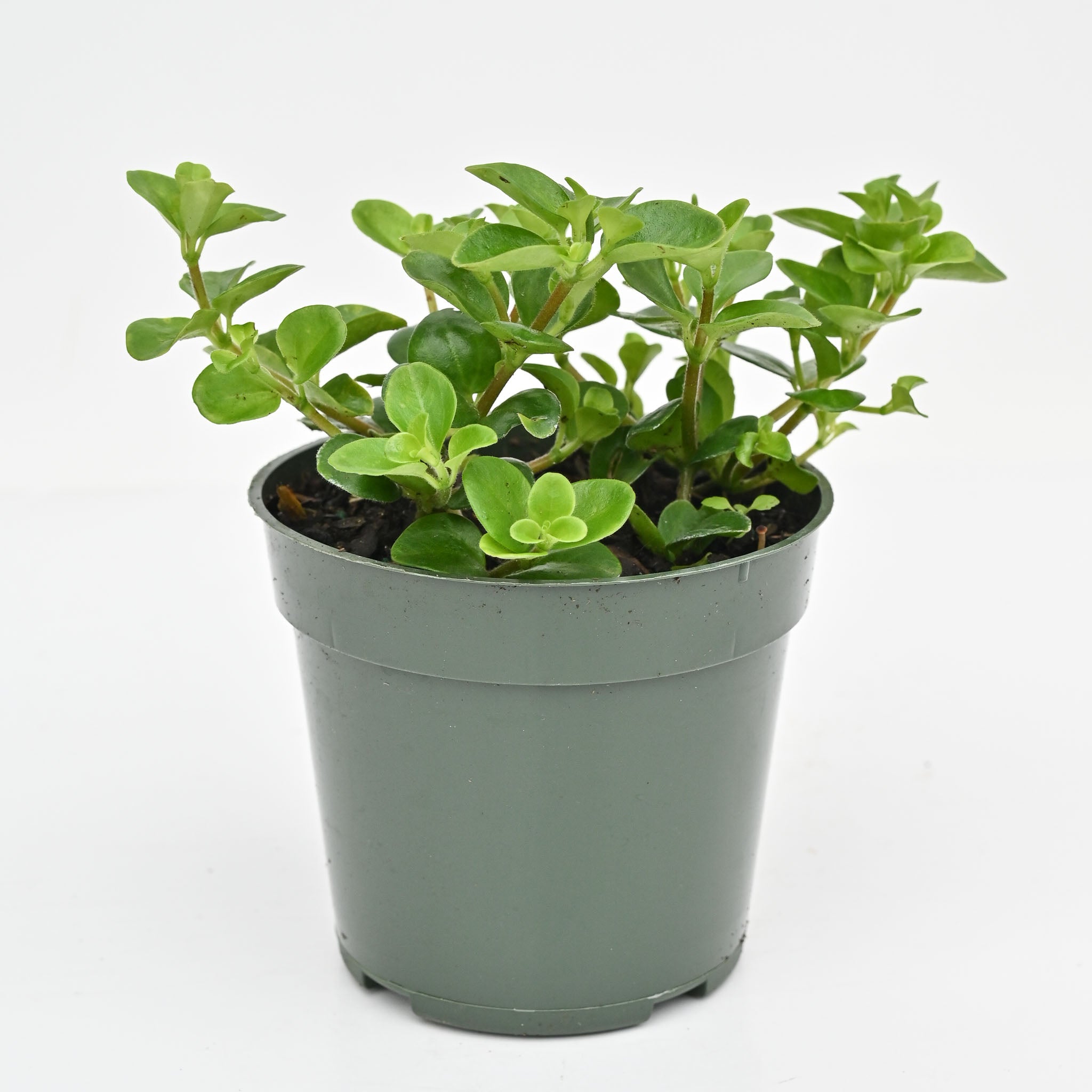Round Leaf Peperomia | Peperomia Rotundifolia