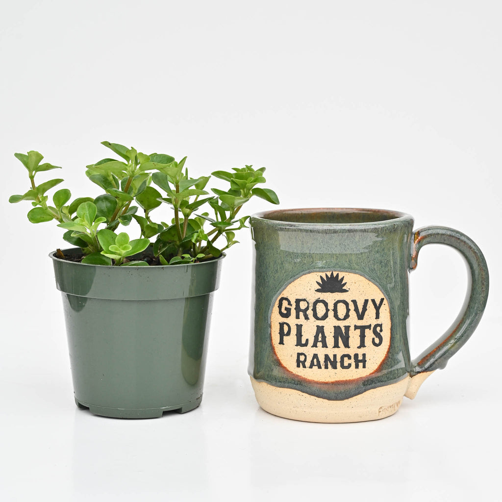 Round Leaf Peperomia | Peperomia Rotundifolia