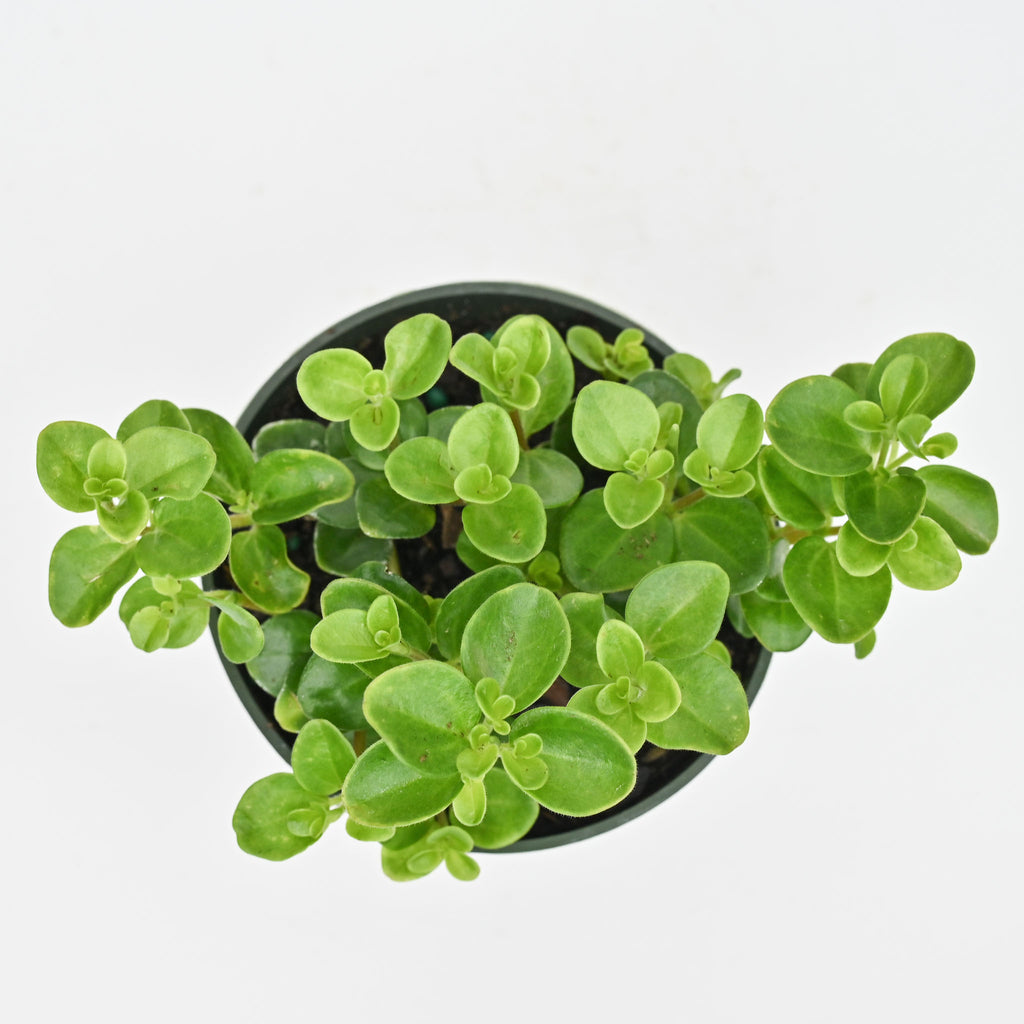 Round Leaf Peperomia | Peperomia Rotundifolia
