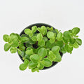 Round Leaf Peperomia | Peperomia Rotundifolia
