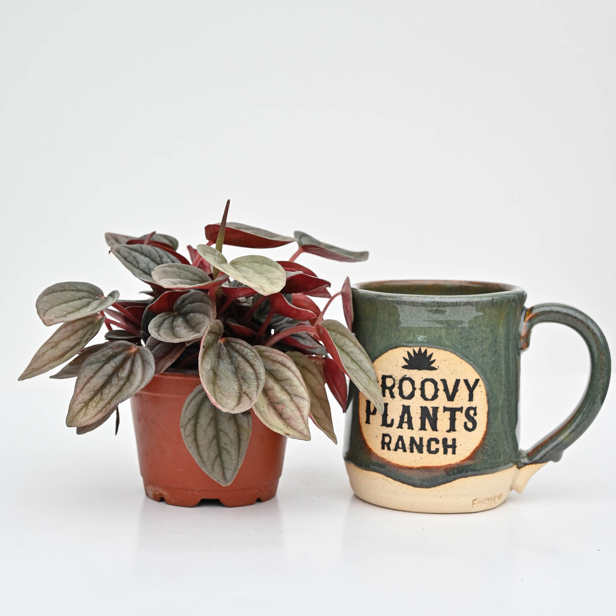 Peperomia Santorini