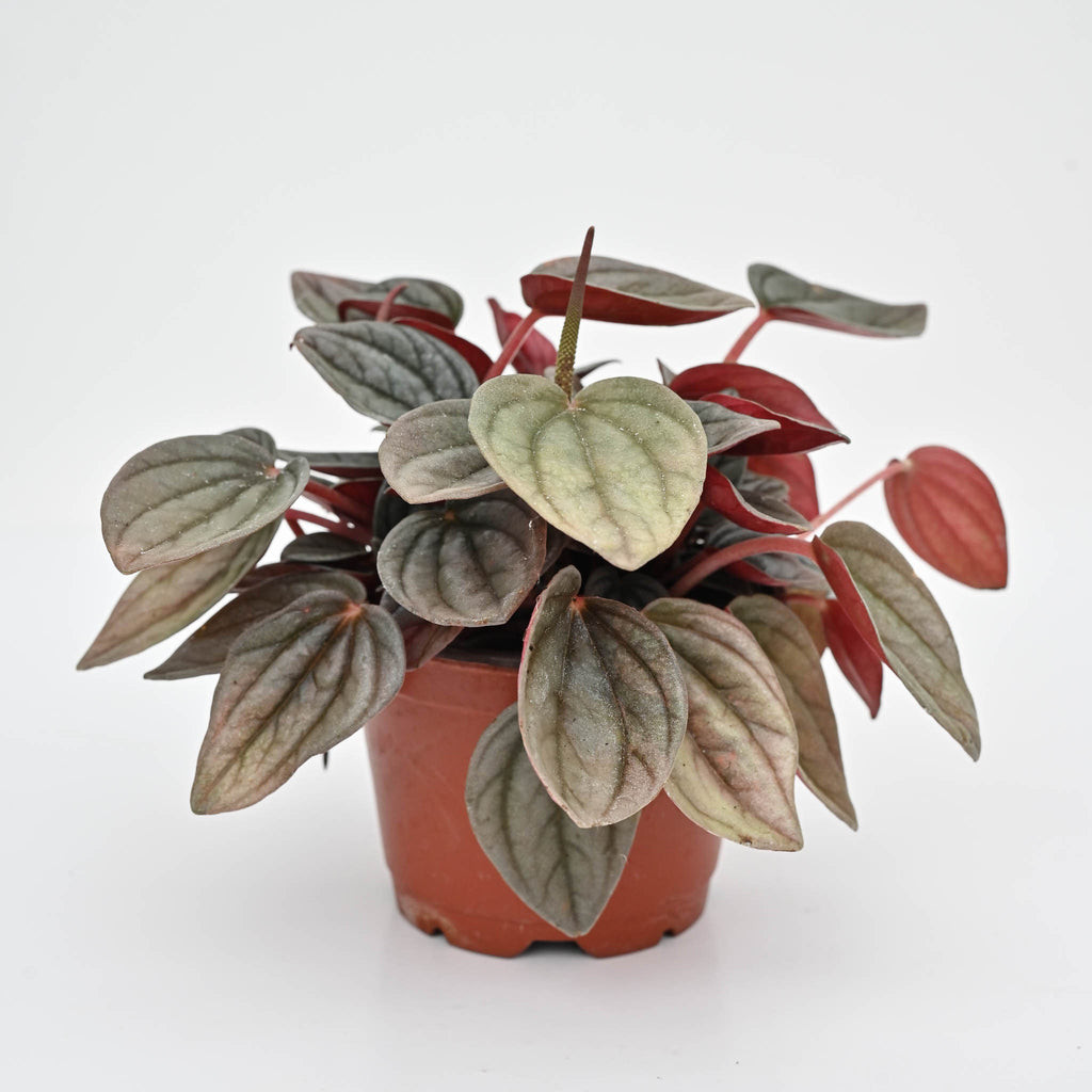 Peperomia Santorini