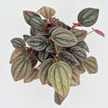 Peperomia Santorini