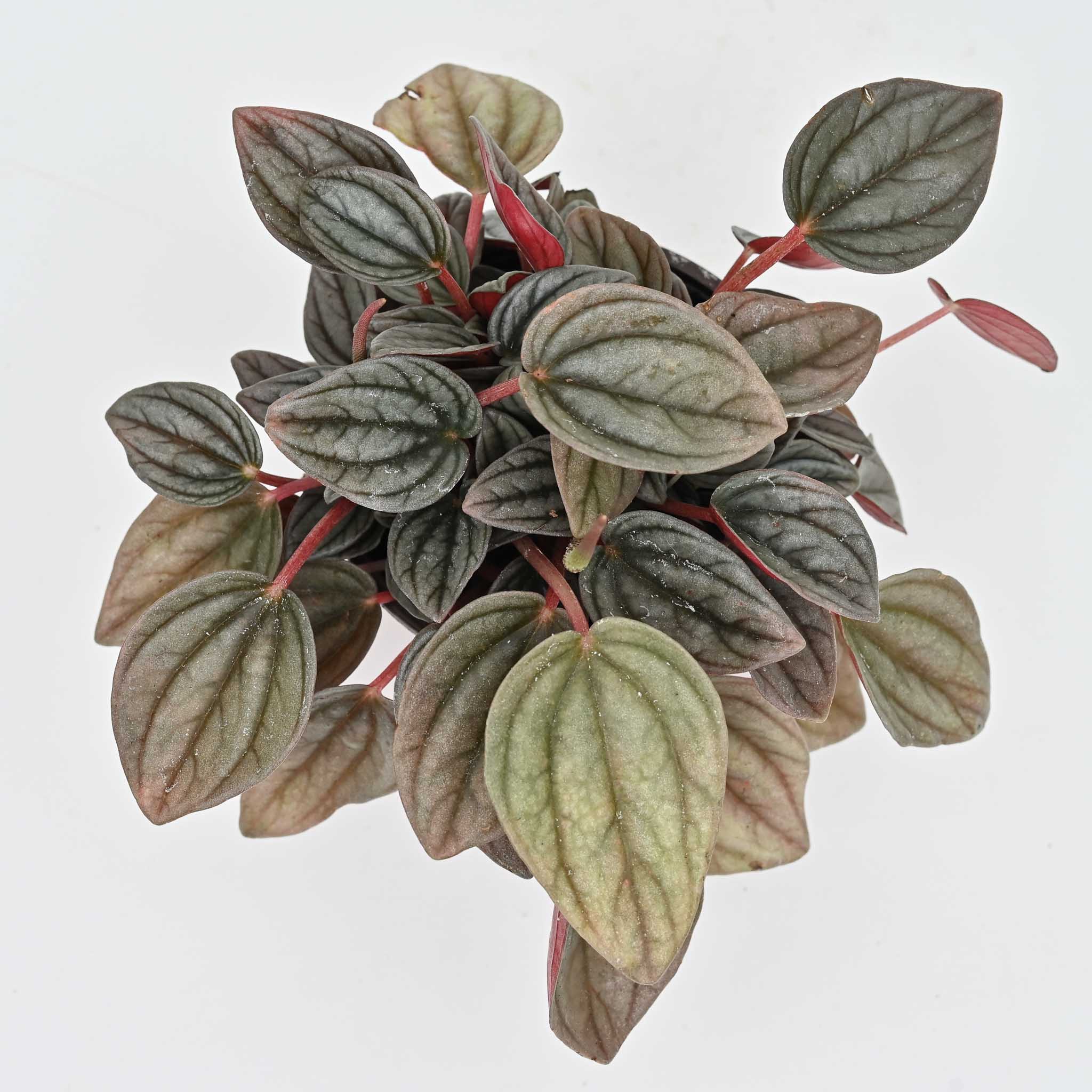 Peperomia Santorini