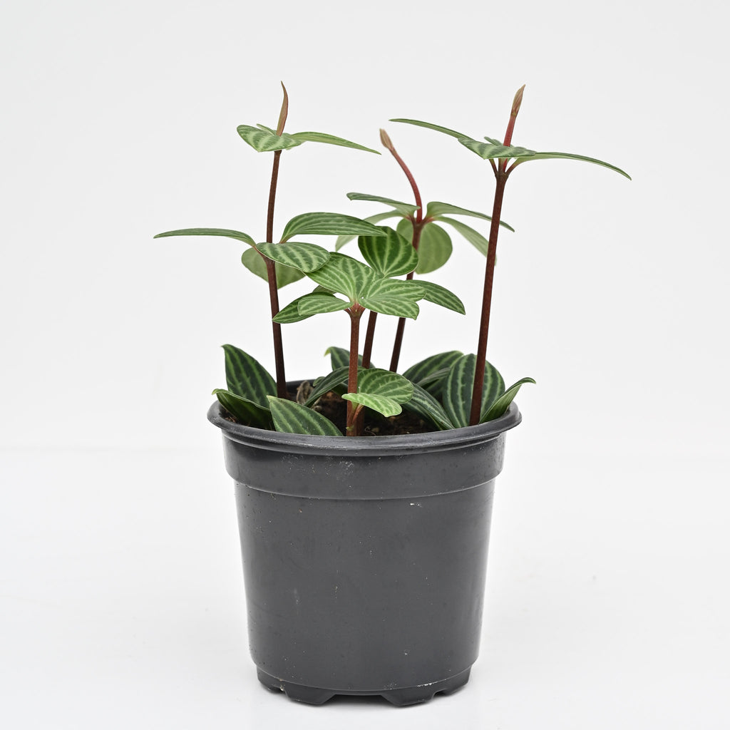 Parallel Peperomia, Peperomia Stilt | Peperomia tetragona