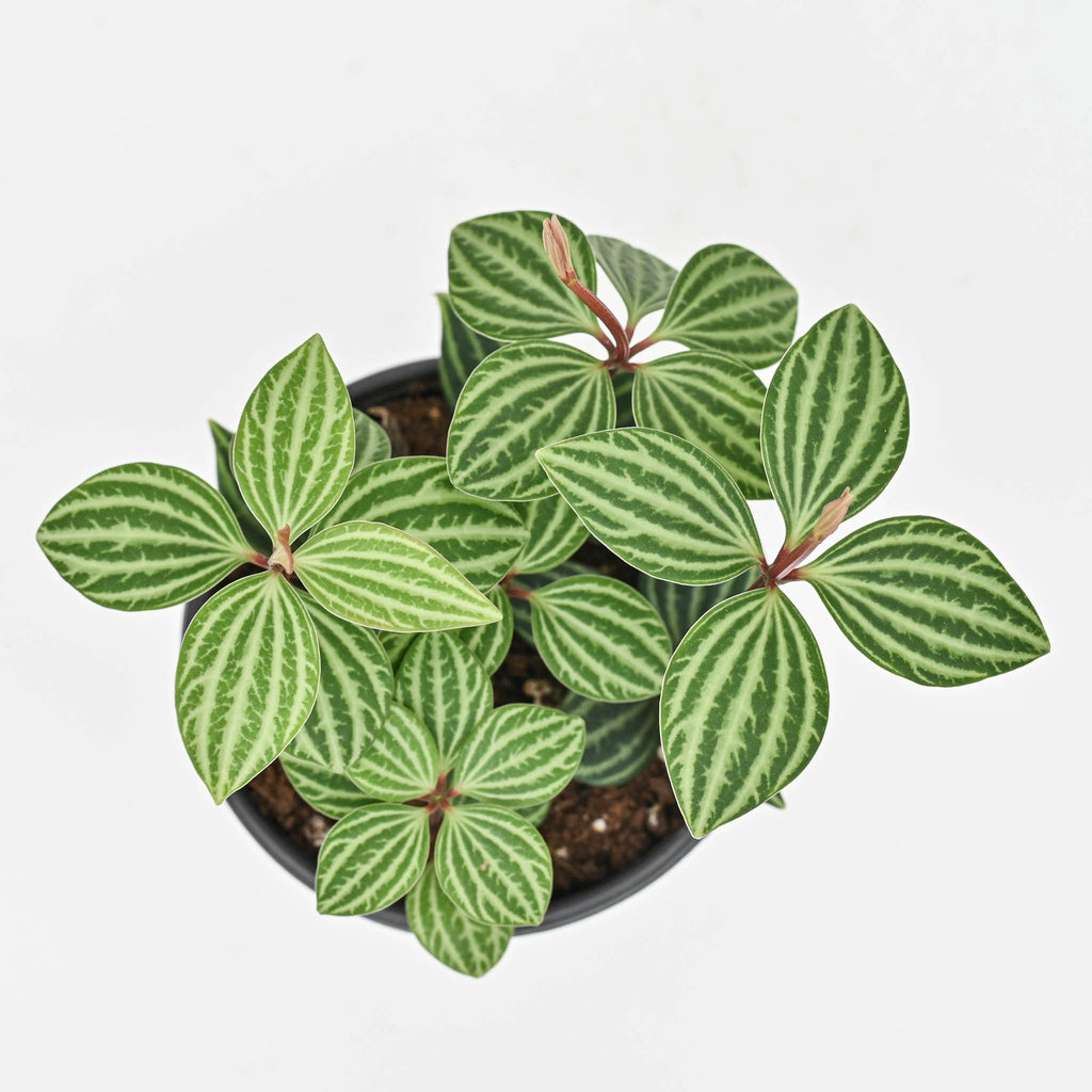 Parallel Peperomia, Peperomia Stilt | Peperomia tetragona