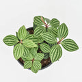 Parallel Peperomia, Peperomia Stilt | Peperomia tetragona