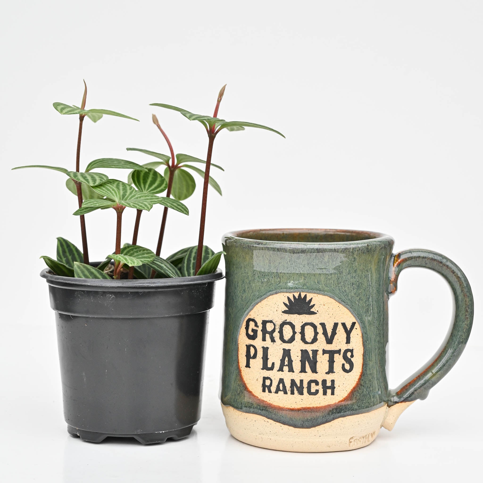 Parallel Peperomia, Peperomia Stilt | Peperomia tetragona