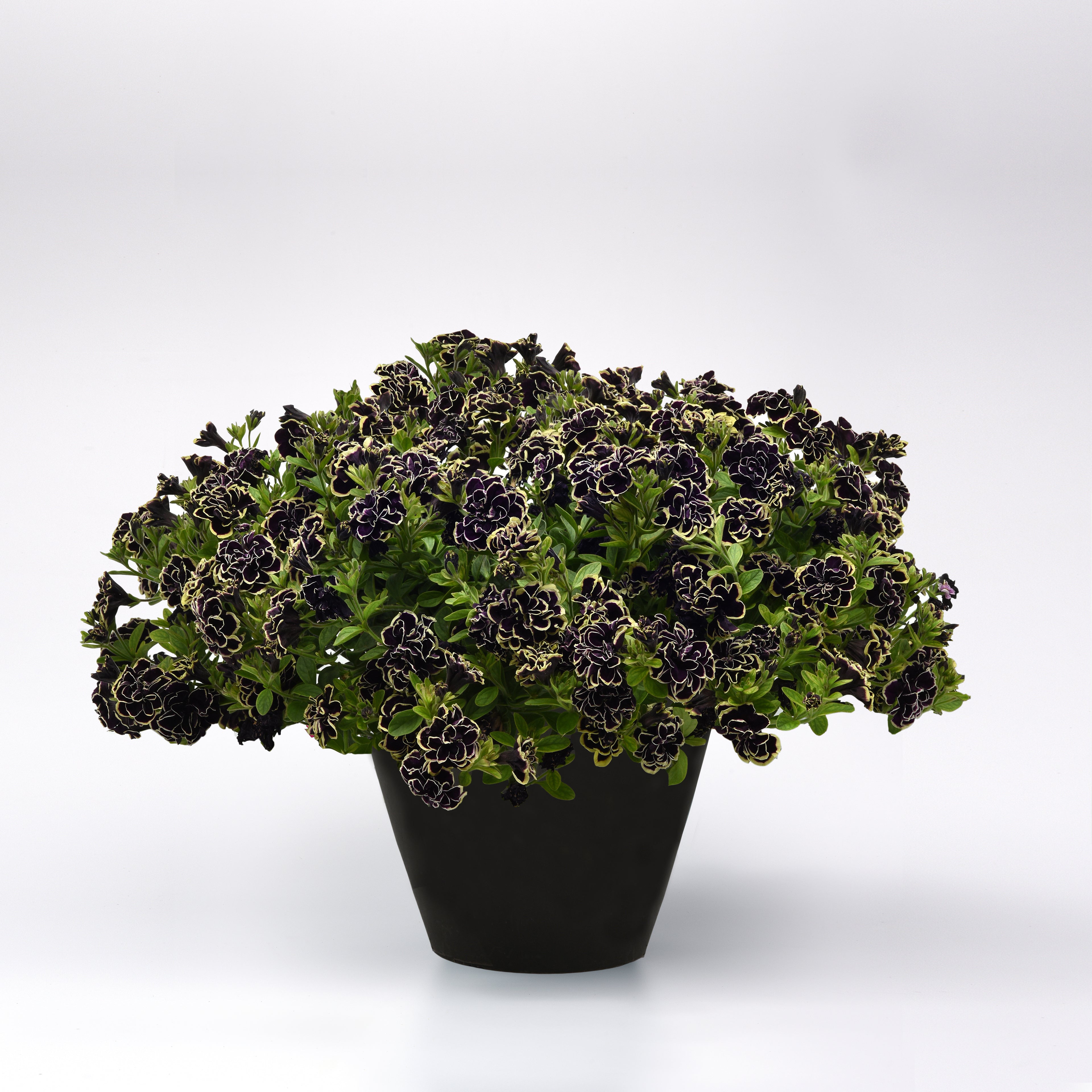 Petunia 'Midnight Gold' ~ Trio of 3 Hefty Plants for Preorder