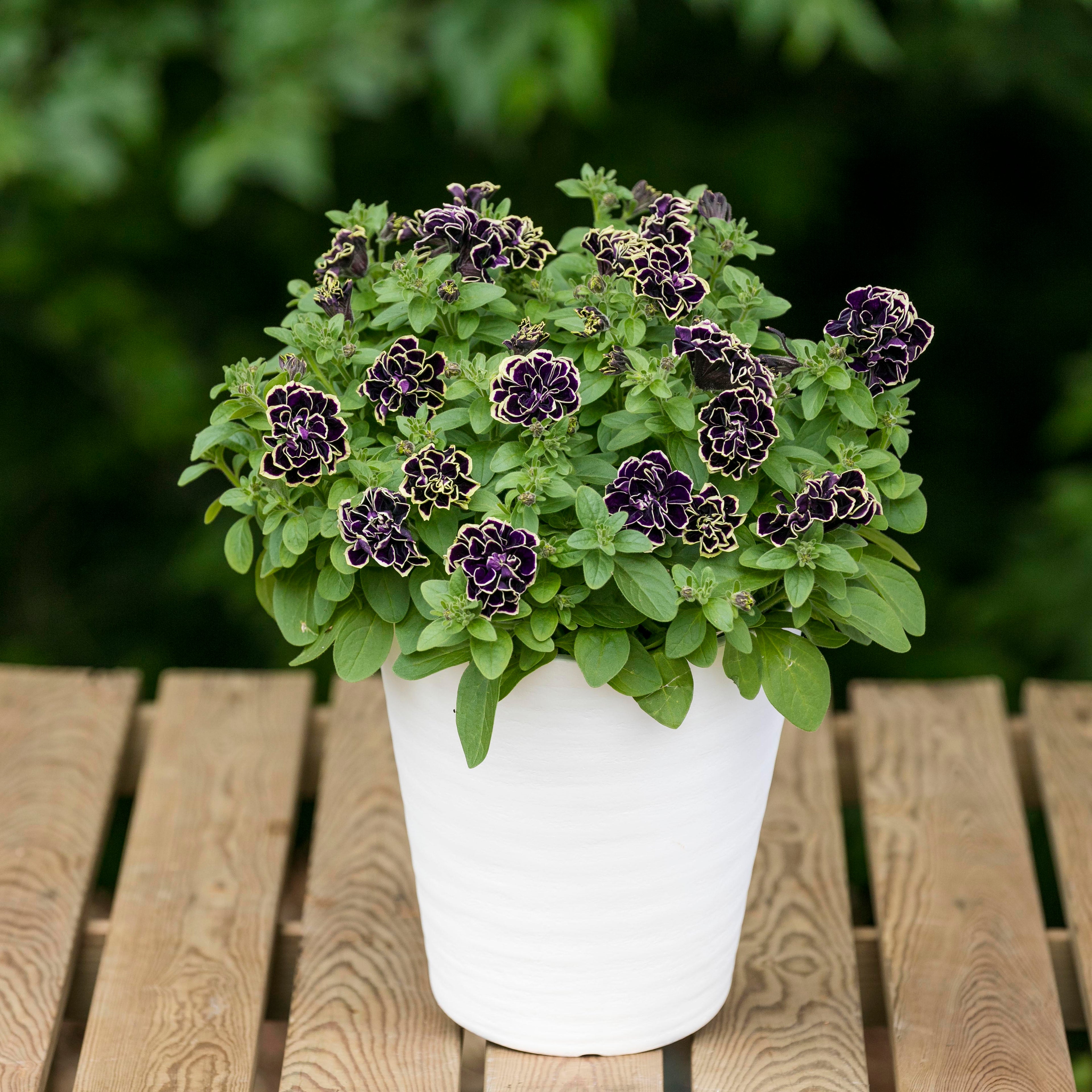 Petunia 'Midnight Gold' ~ Trio of 3 Hefty Plants for Preorder