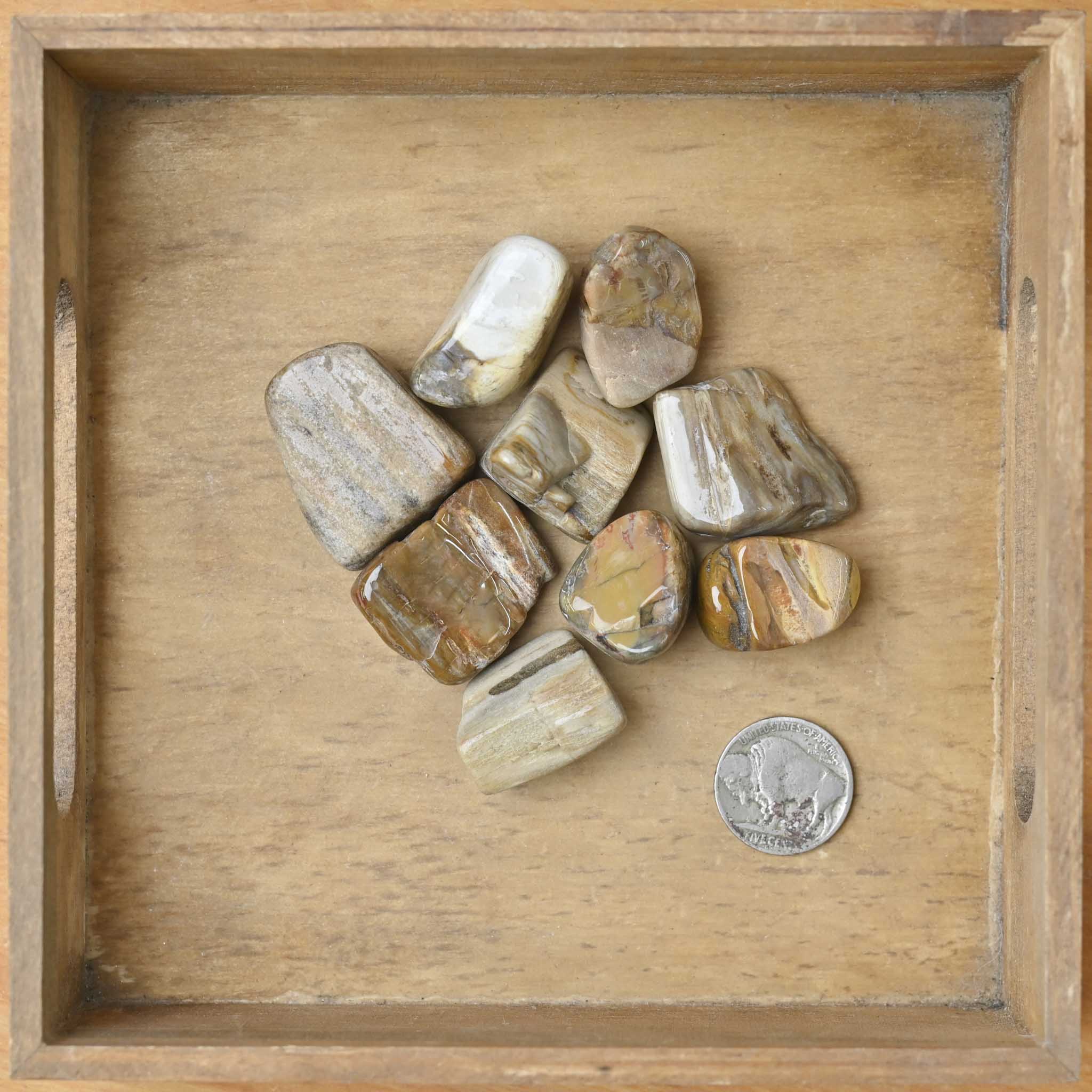 Tumbled Petrified Wood