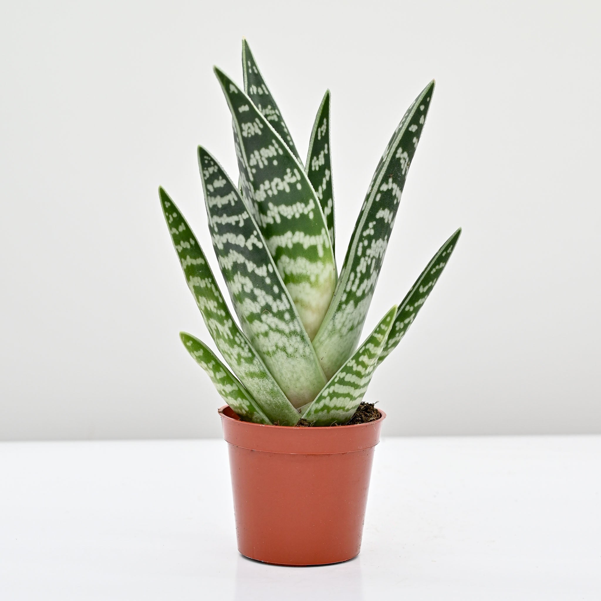 Pheasant Breast Aloe