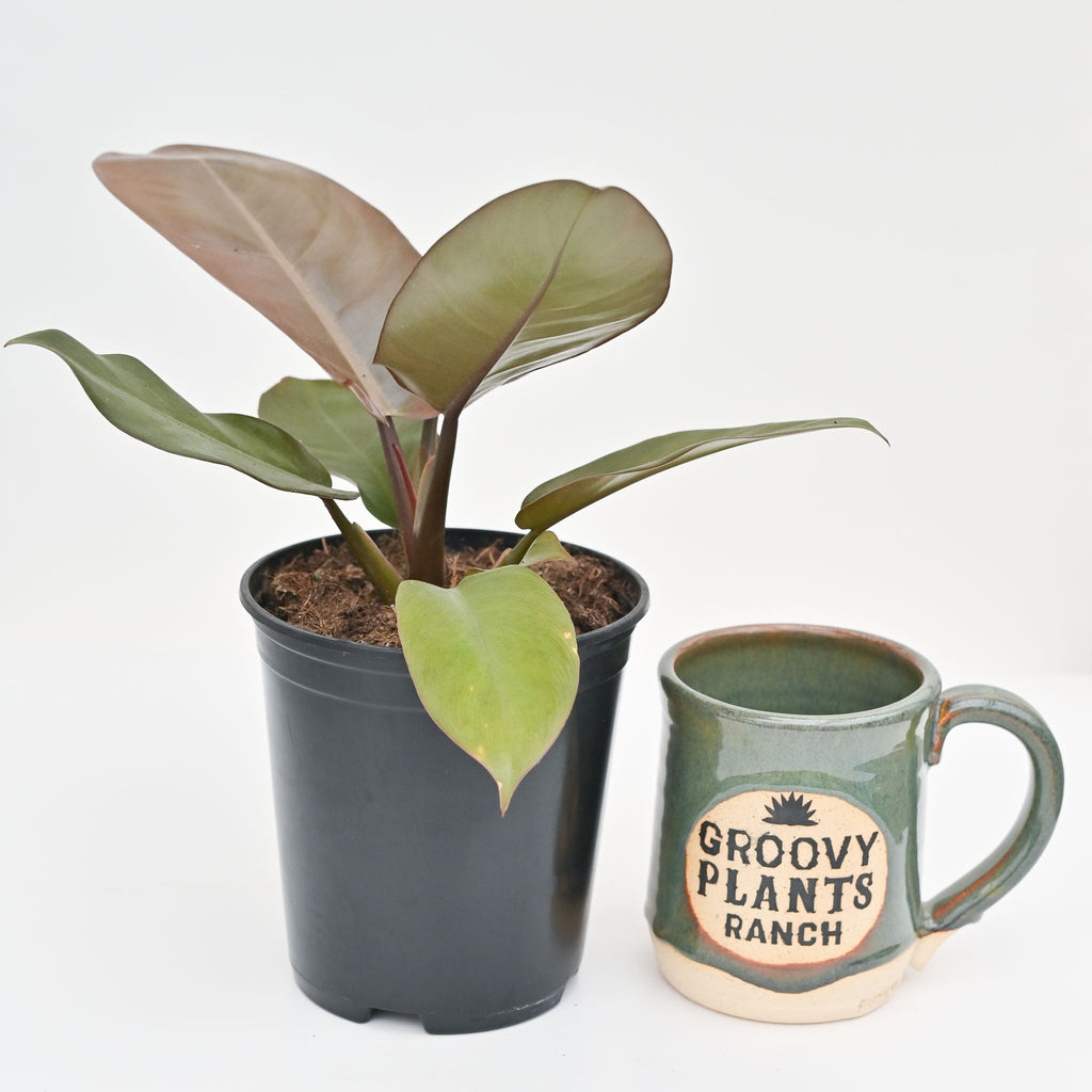 5.39" Philodendron 'Black Cardinal'