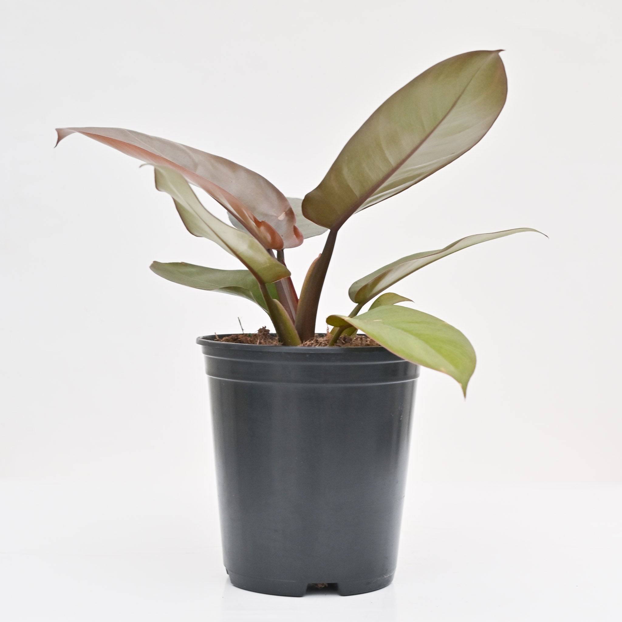 philodendron black cardina 5.39" Philodendron 'Black Cardinal' – The Groovy Plants Ranch LLC