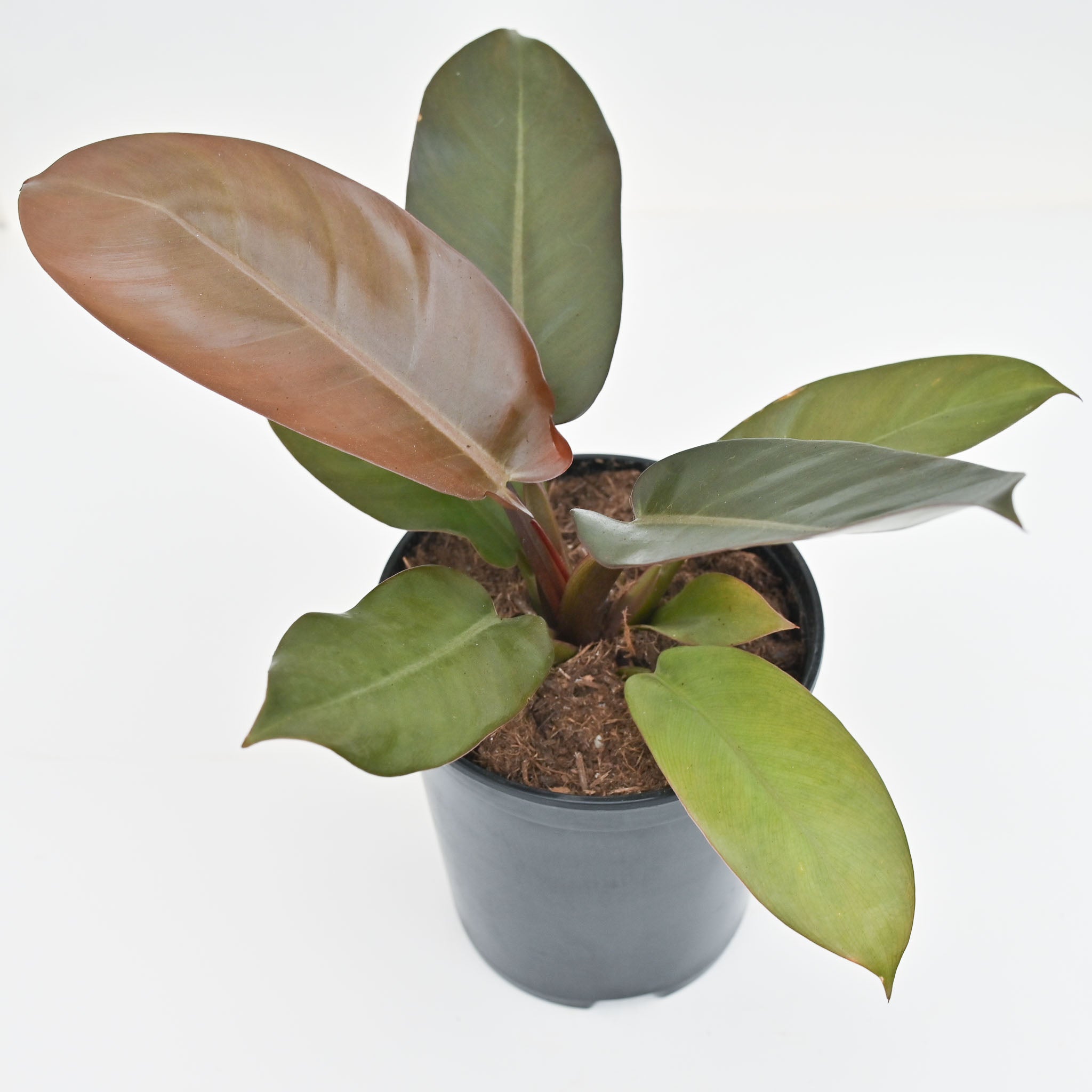 philodendron black stem 5.39" Philodendron 'Black Cardinal' – The Groovy Plants Ranch LLC
