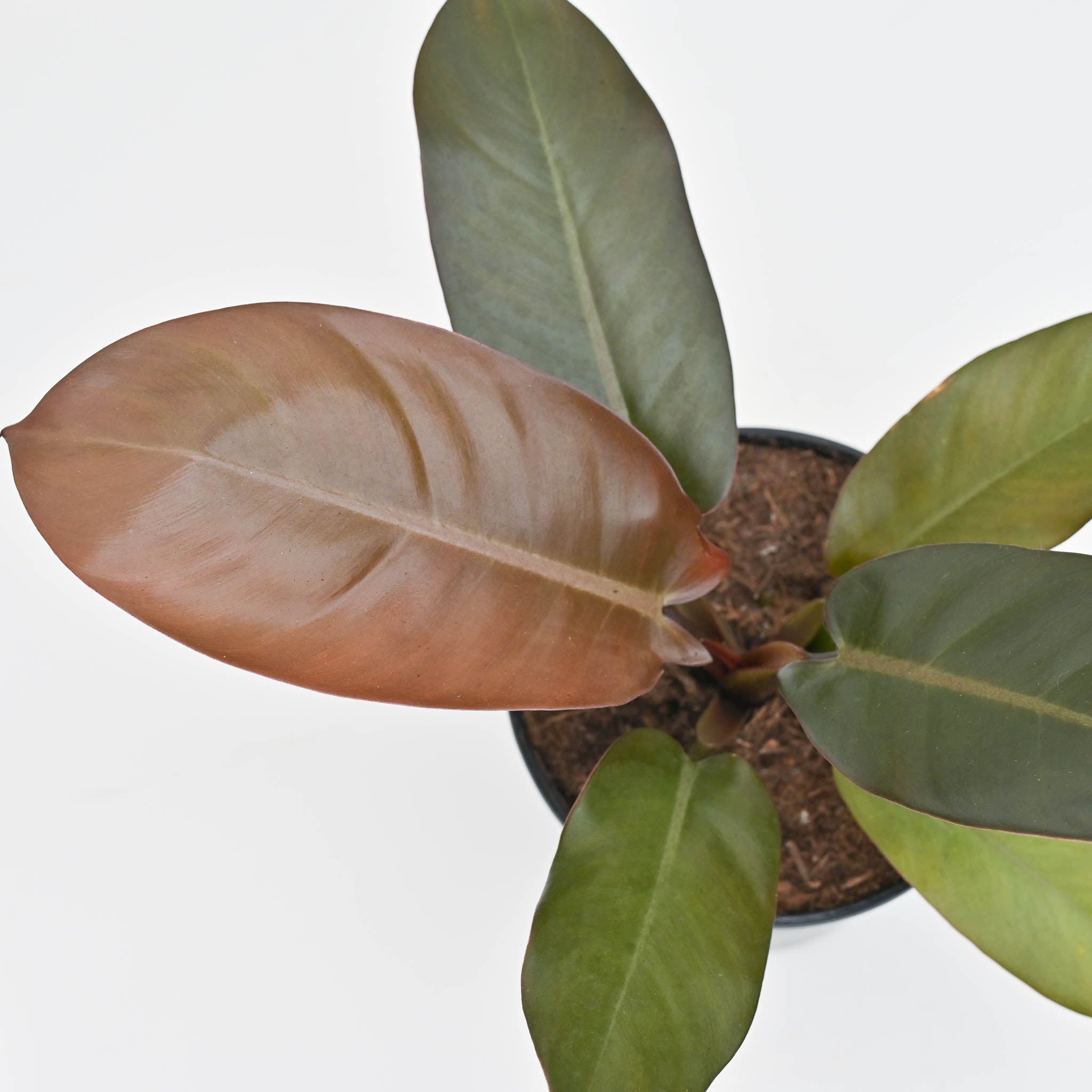 5.39" Philodendron 'Black Cardinal'