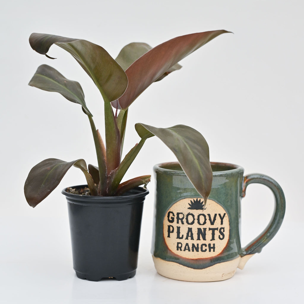 4" Philodendron 'Black Cardinal'