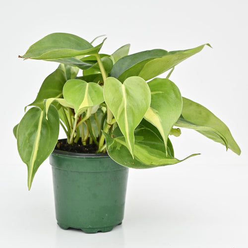 Brazil Philodendron | Philodendron hederaceum 'Brasil'