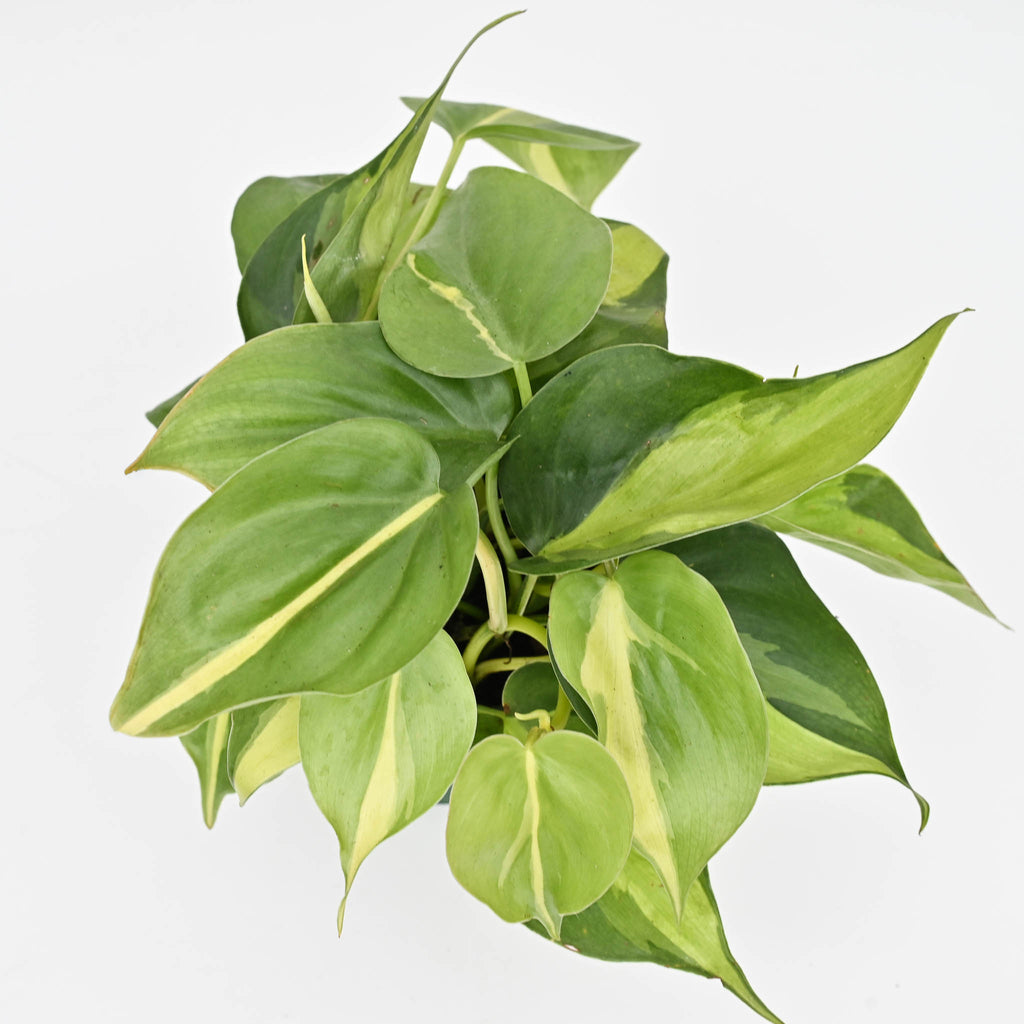 Brazil Philodendron | Philodendron hederaceum 'Brasil'