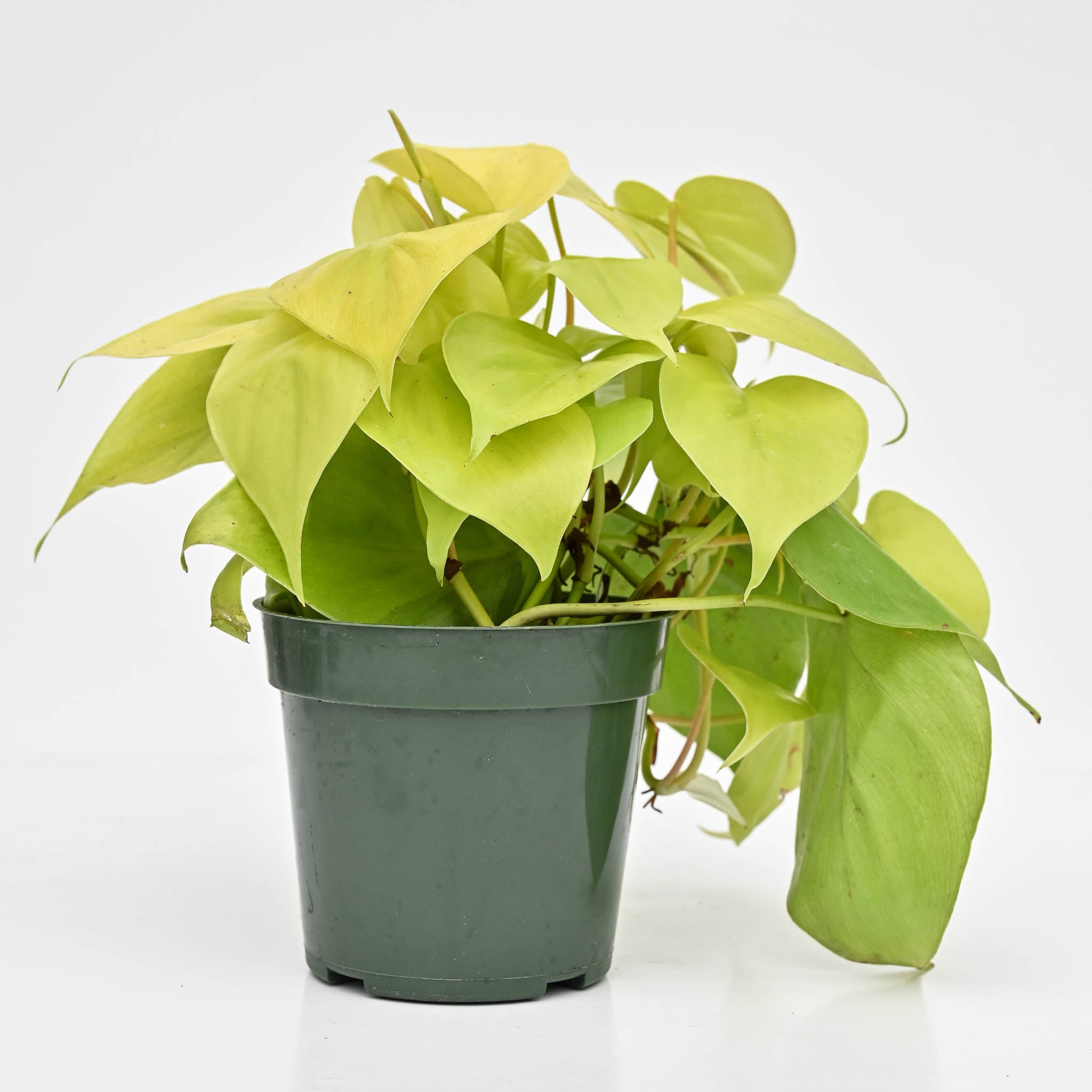 Lemon Lime Vine | Philodendron Hederaceum 'Lemon Lime'