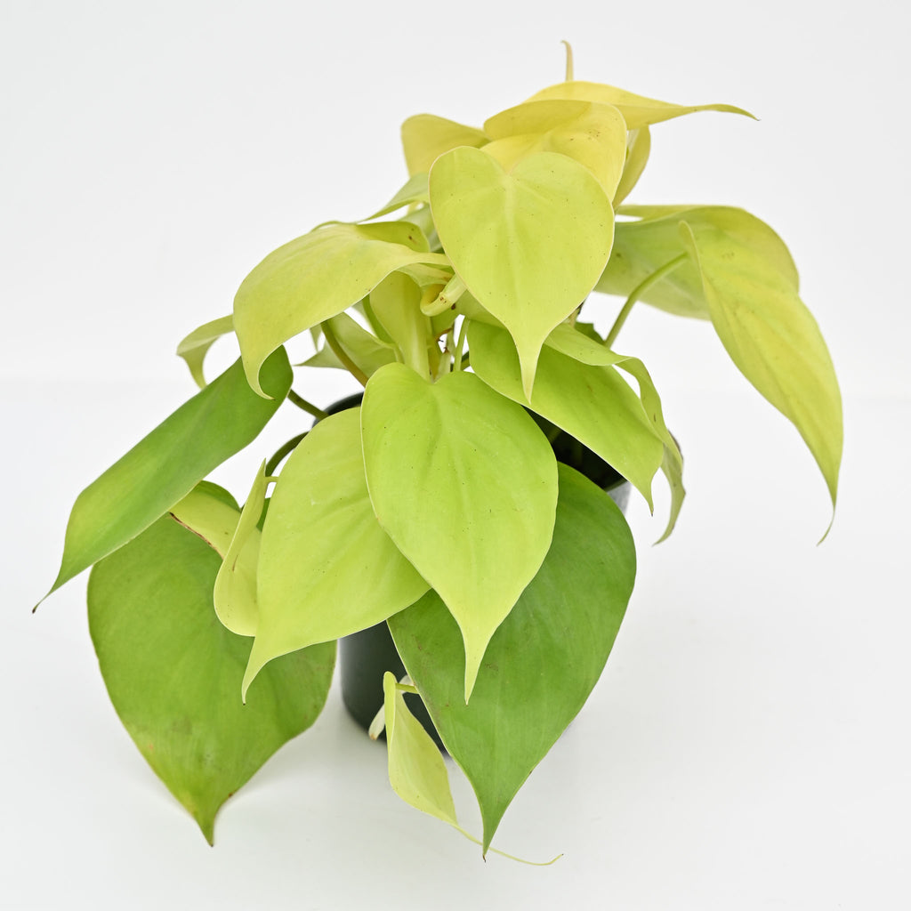 Lemon Lime Vine | Philodendron Hederaceum 'Lemon Lime'