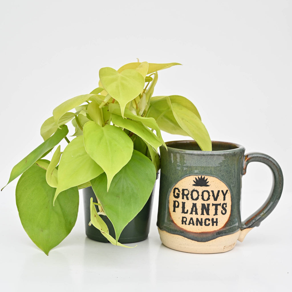 Lemon Lime Vine | Philodendron Hederaceum 'Lemon Lime'