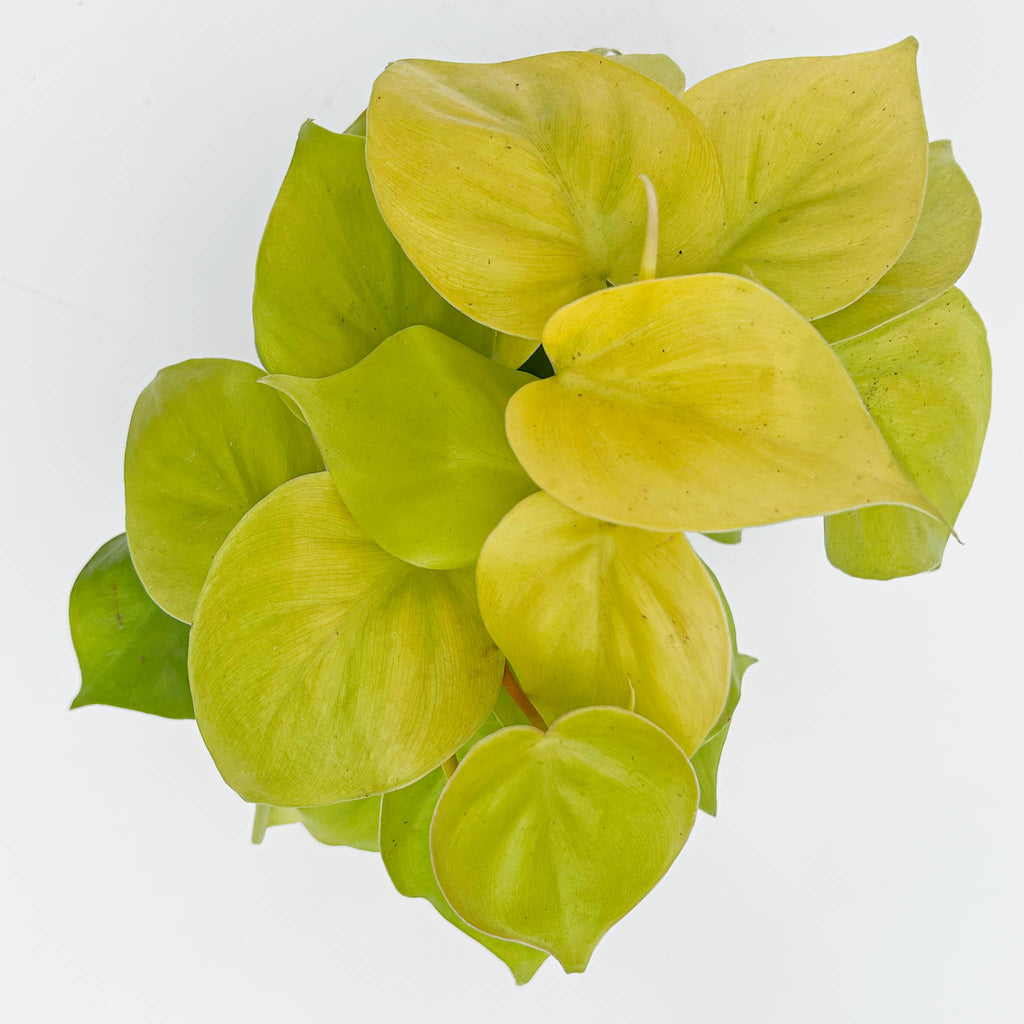 Lemon Lime Vine | Philodendron Hederaceum 'Lemon Lime'