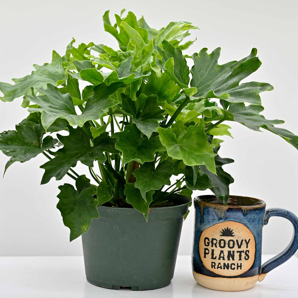 Philodendron 'Lickety Split'