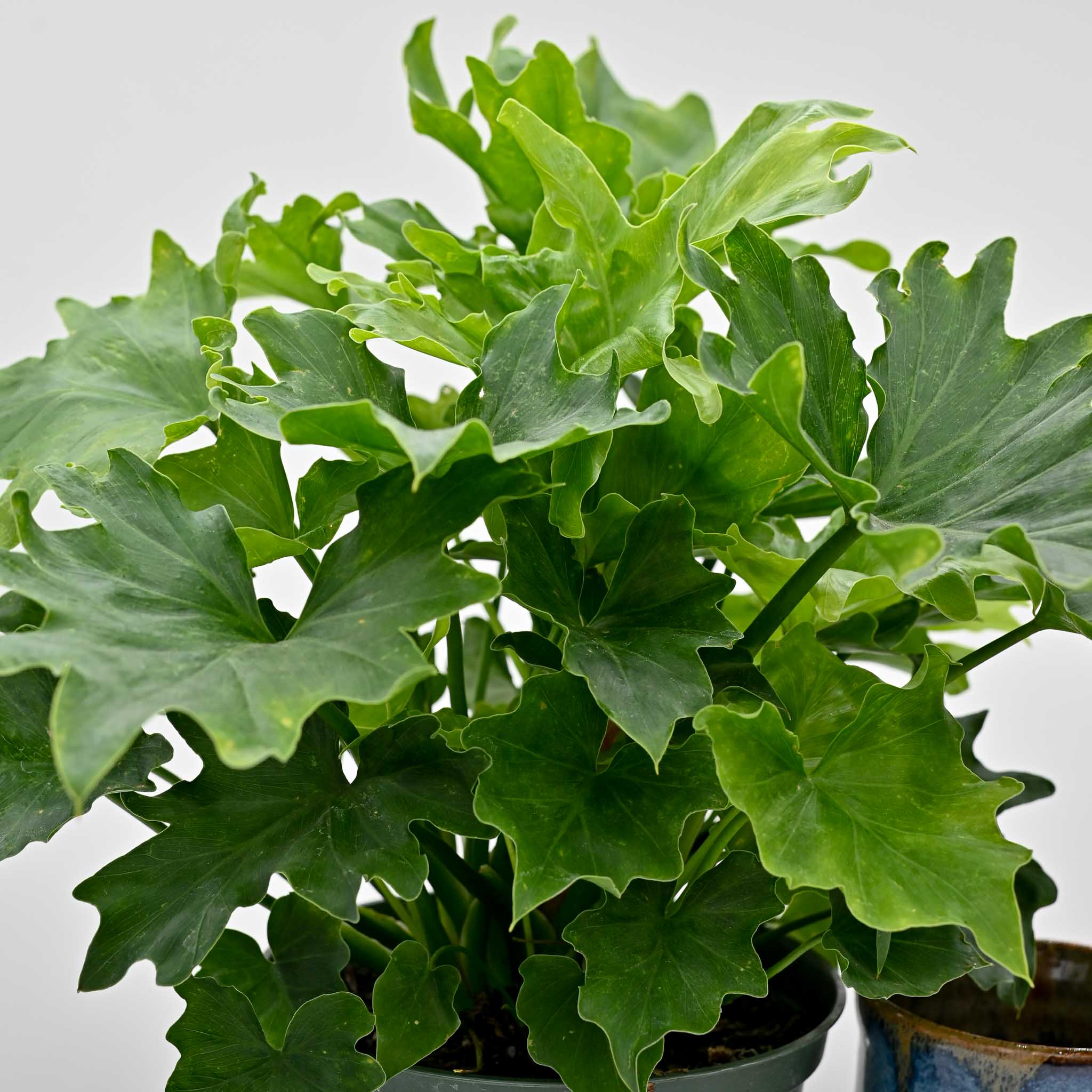 Philodendron 'Lickety Split'