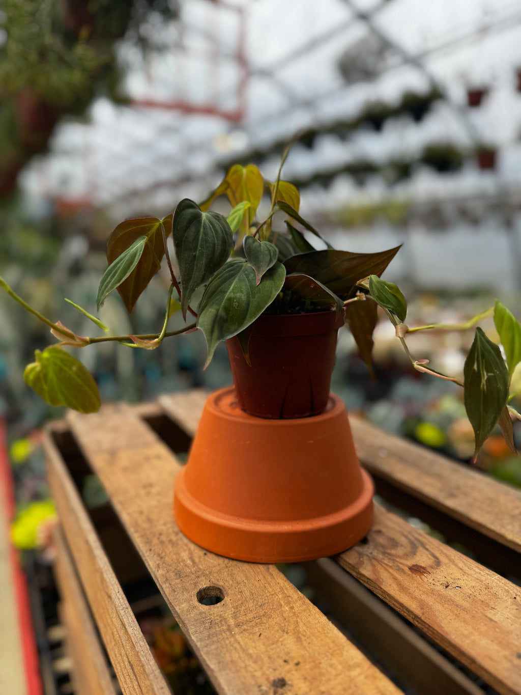 Philodendron Hederaceum 'Micans'