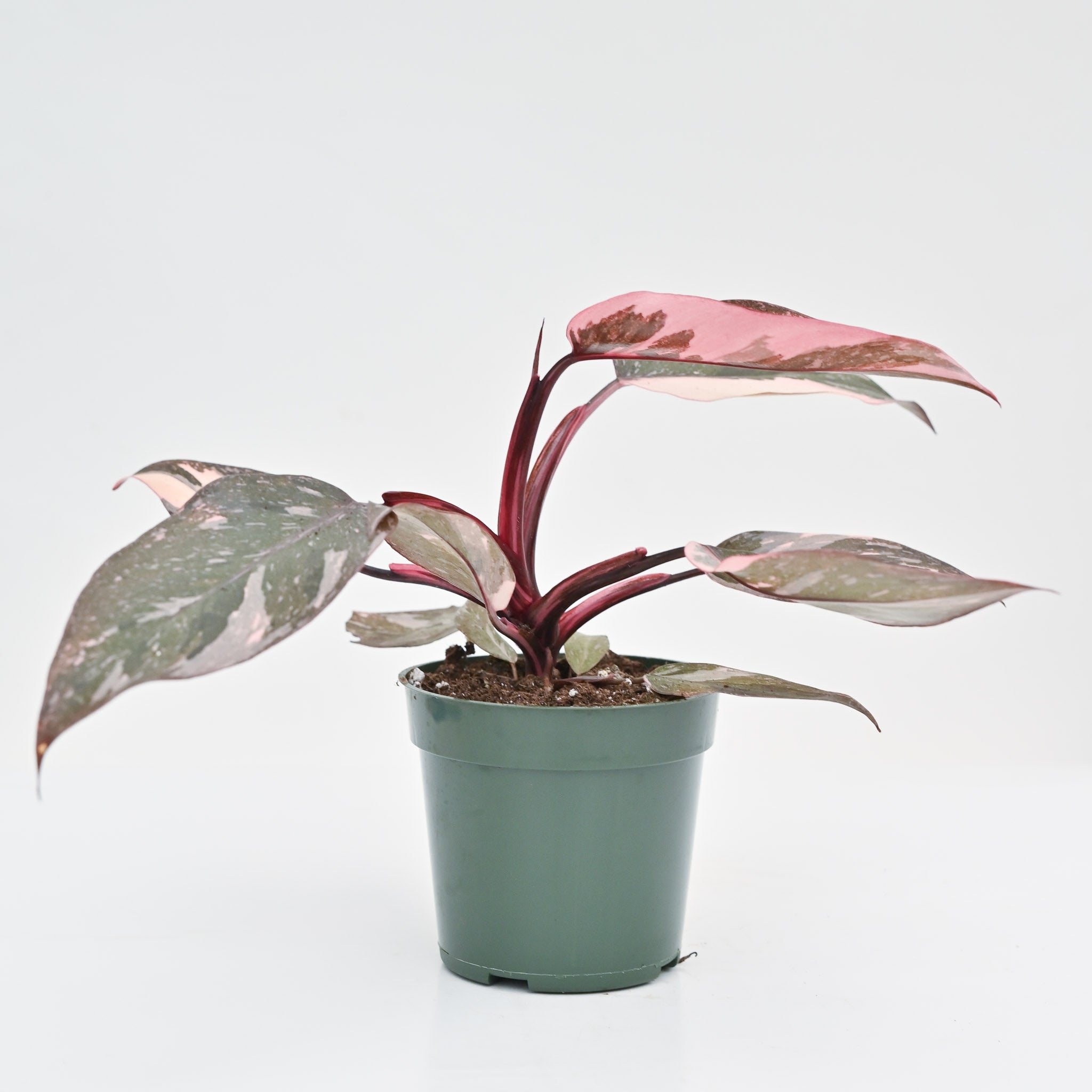 pink princess marble philodendron Philodendron Pink Princess 'Marble' 6 – The Groovy Plants Ranch LLC
