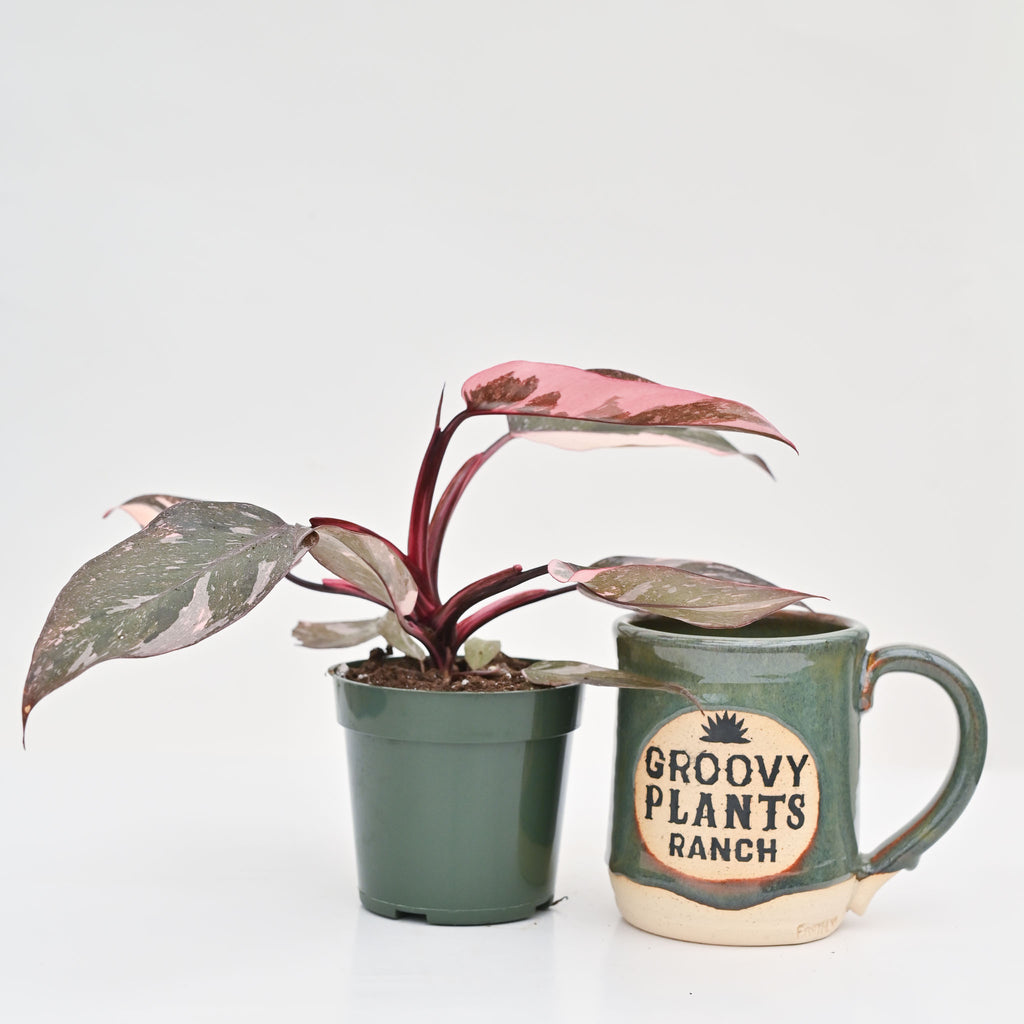 philodendron pink princess water Philodendron Pink Princess 'Marble' 6 – The Groovy Plants Ranch LLC