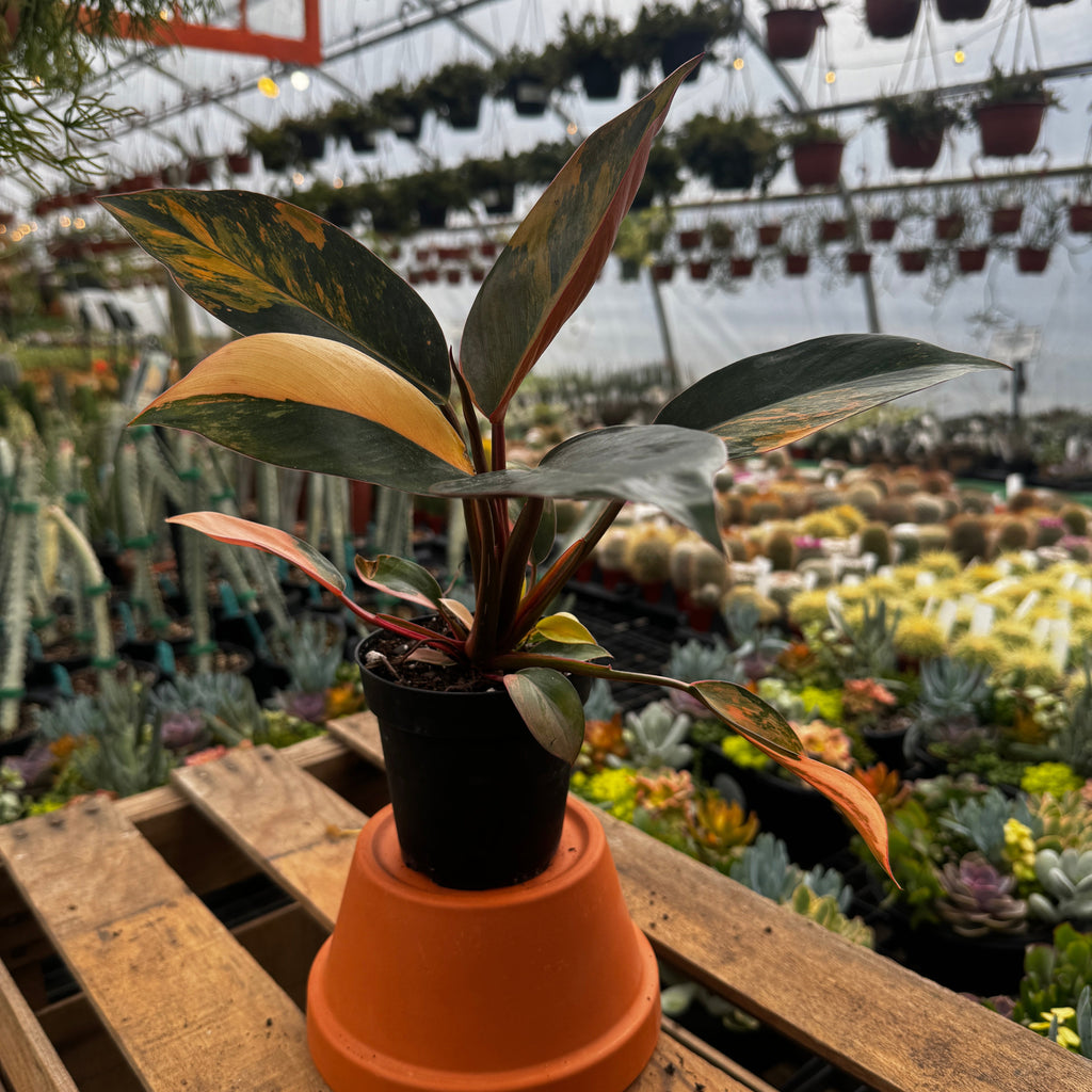 Variegated Philodendron Red Congo 'Red Hot'