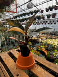 Variegated Philodendron Red Congo 'Red Hot'