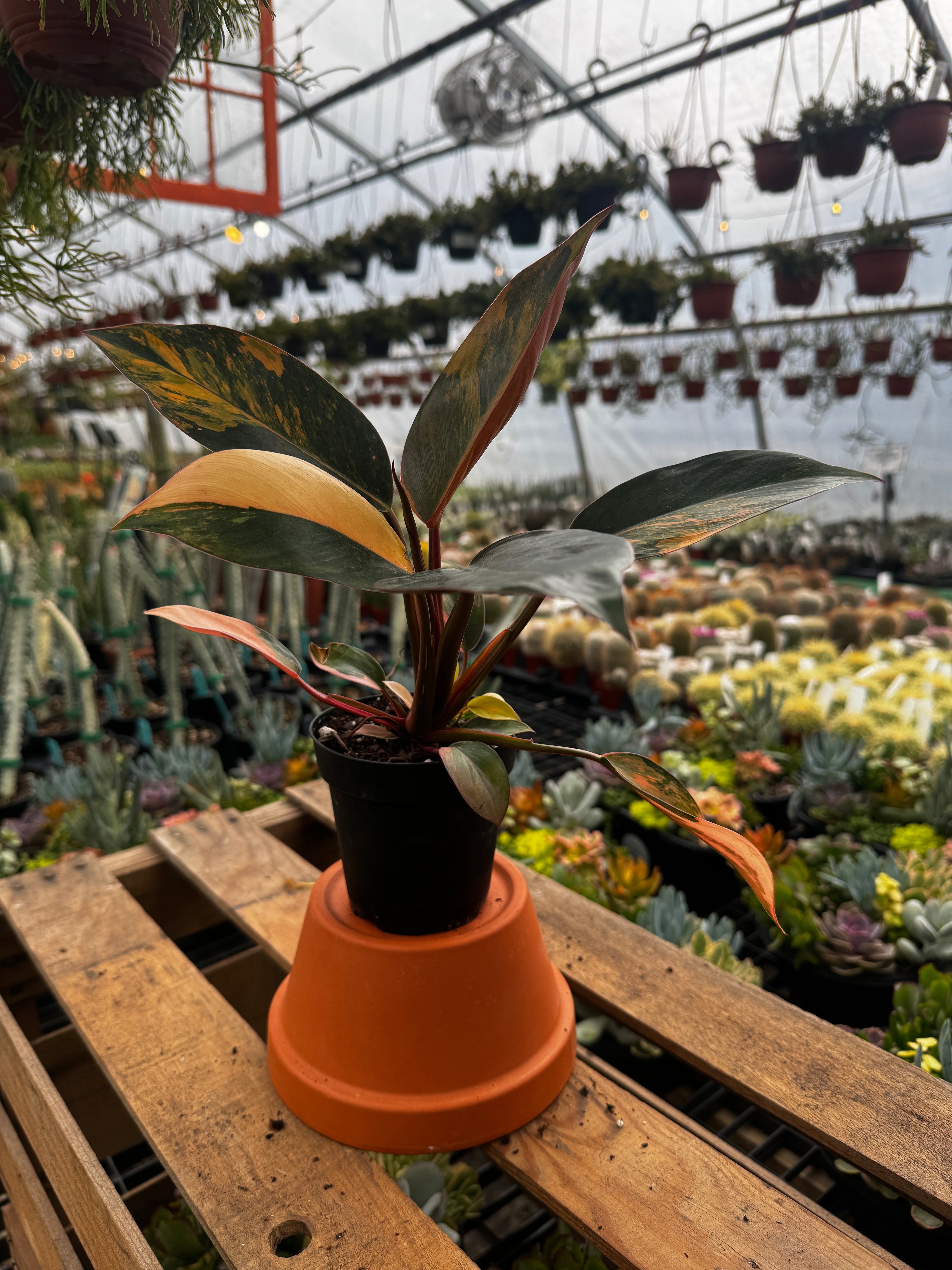 Variegated Philodendron Red Congo 'Red Hot'