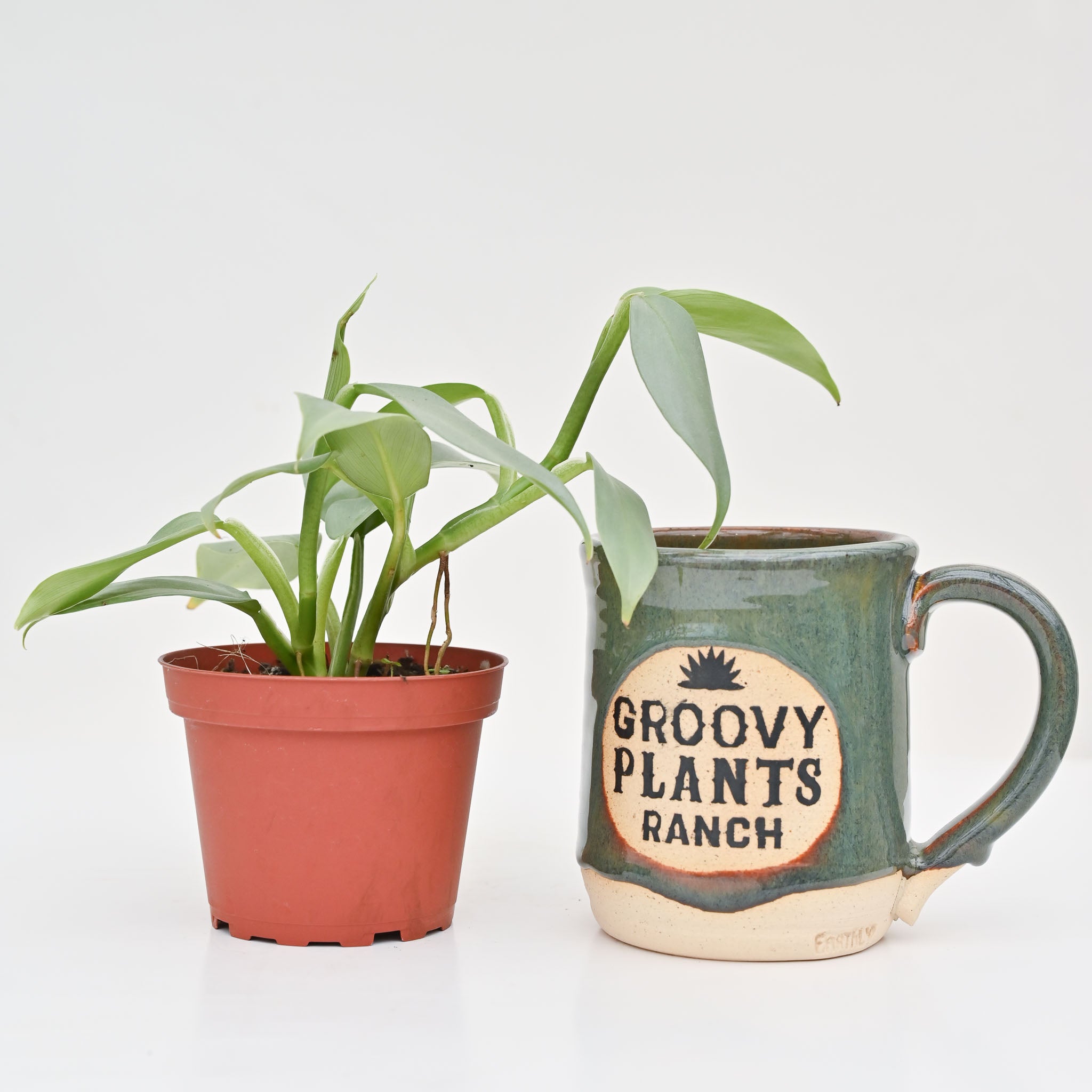 Philodendron 'Silver Sword'