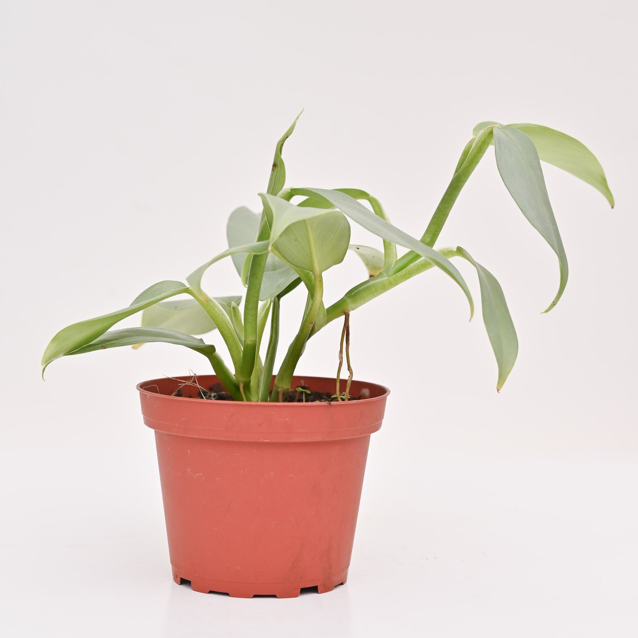Philodendron 'Silver Sword'