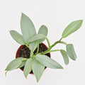 Philodendron 'Silver Sword'