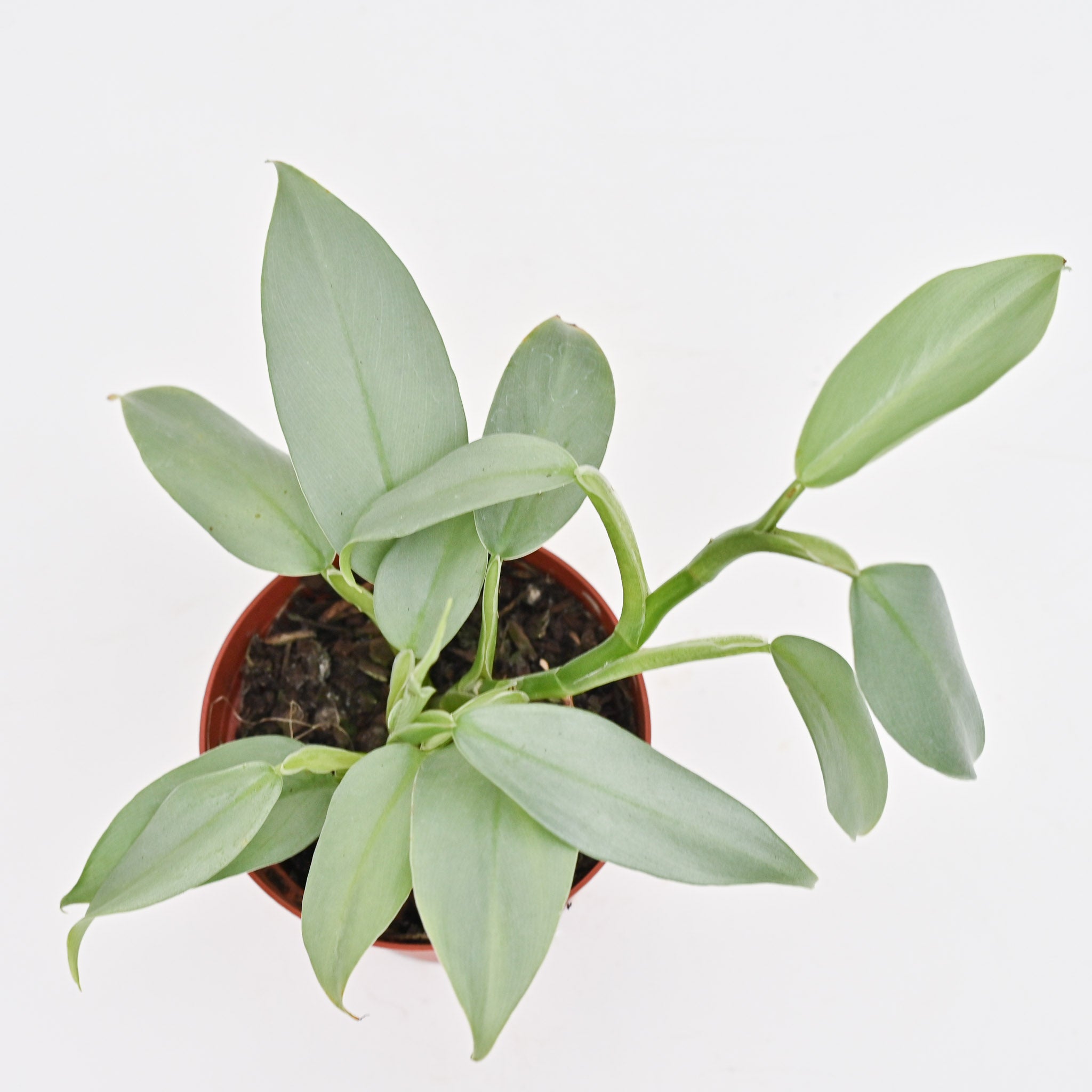 Philodendron 'Silver Sword'