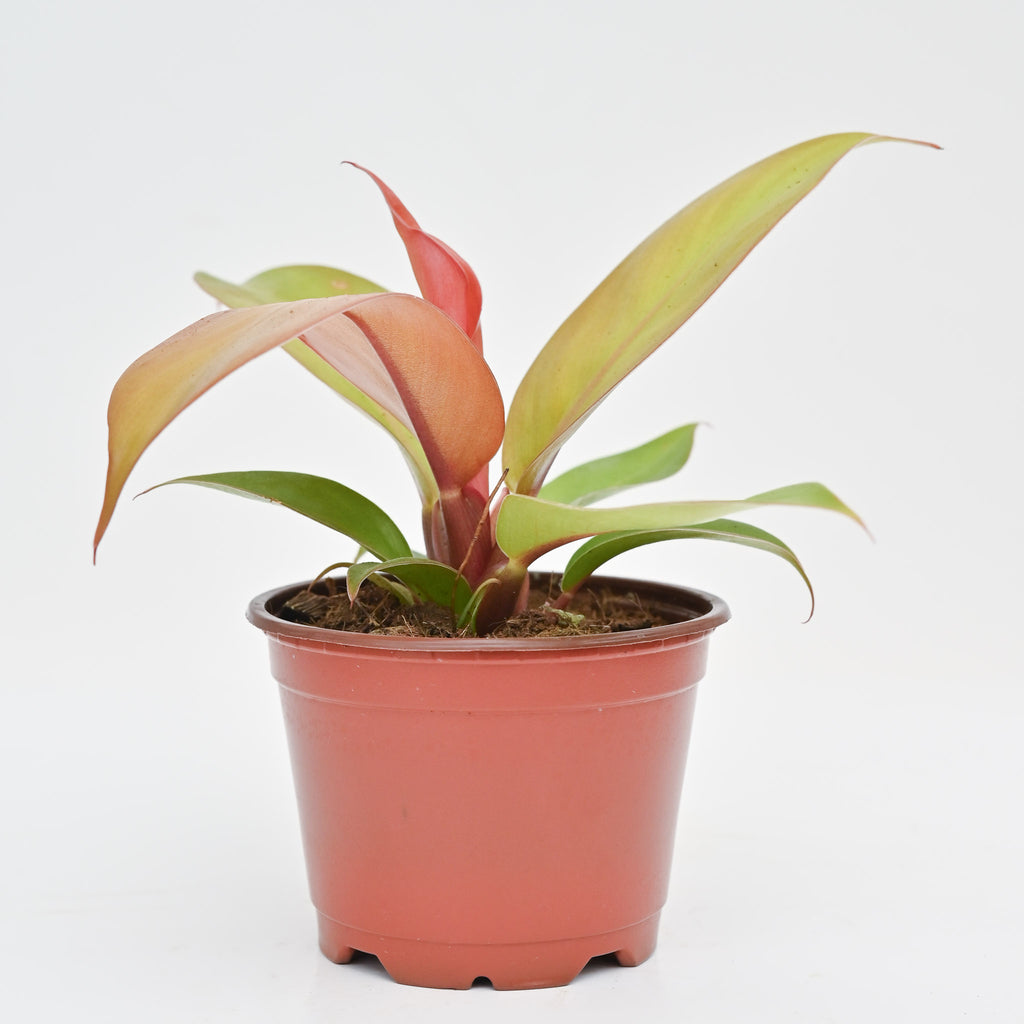 Philodendron 'Tangerine'