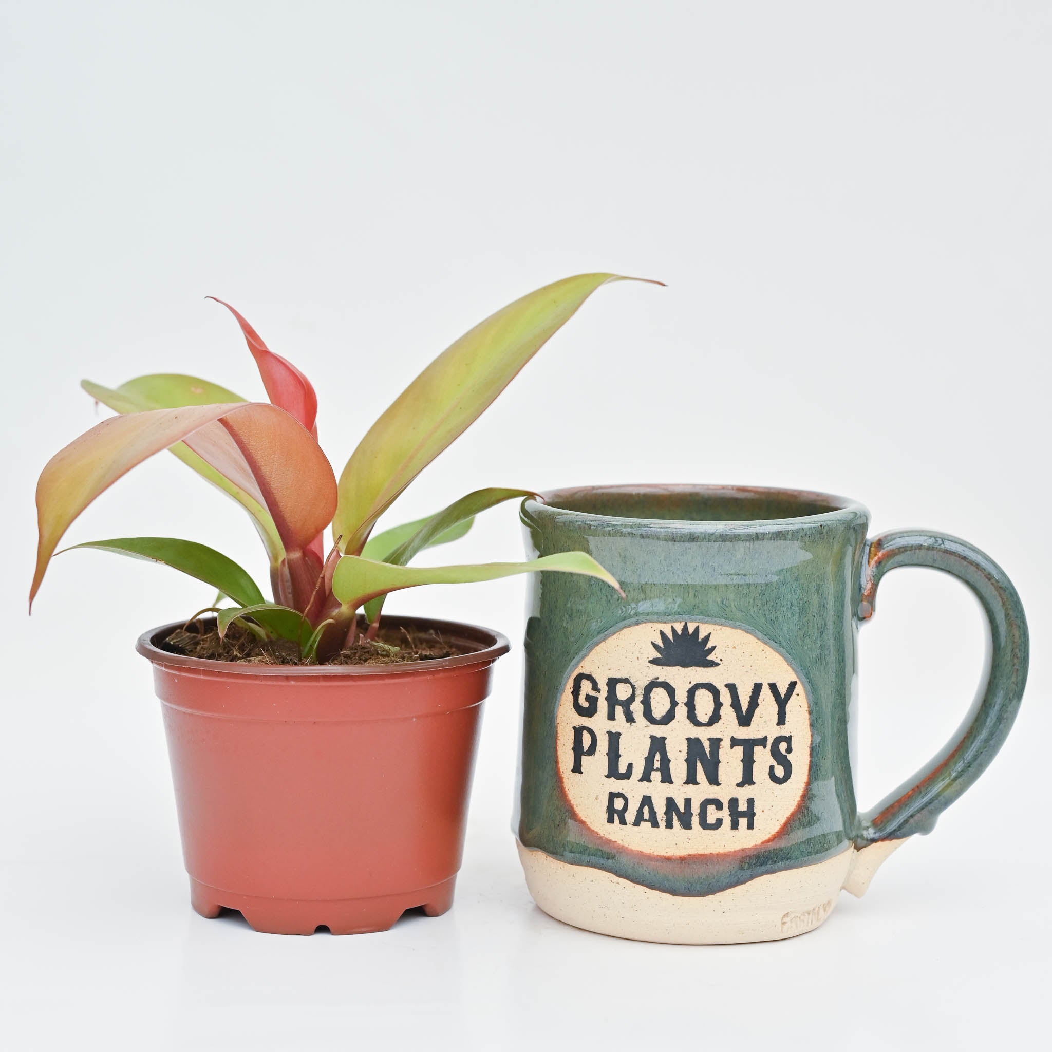 philodendron berberine Philodendron 'Tangerine' – The Groovy Plants Ranch LLC