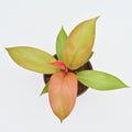 Philodendron 'Tangerine'