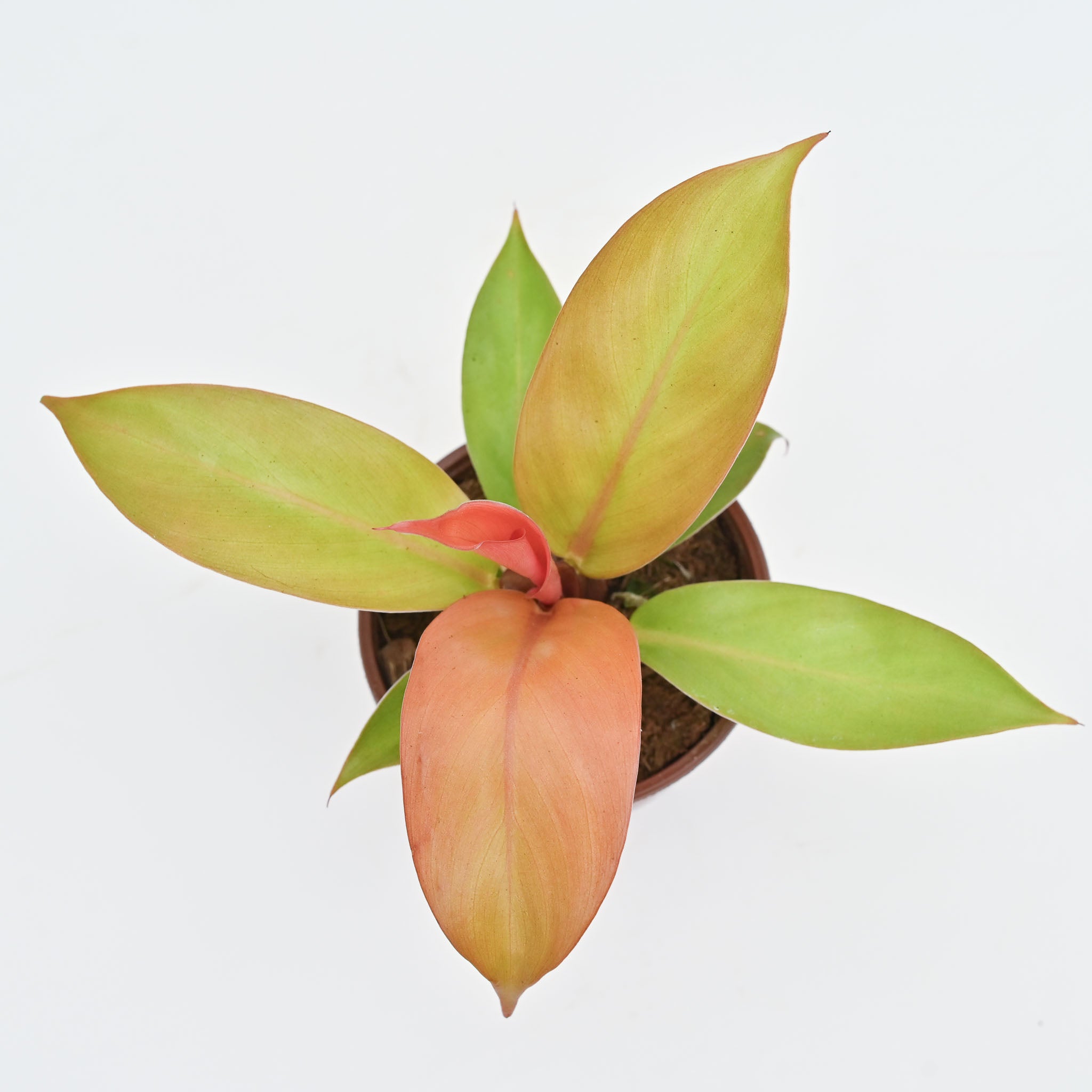Philodendron 'Tangerine'