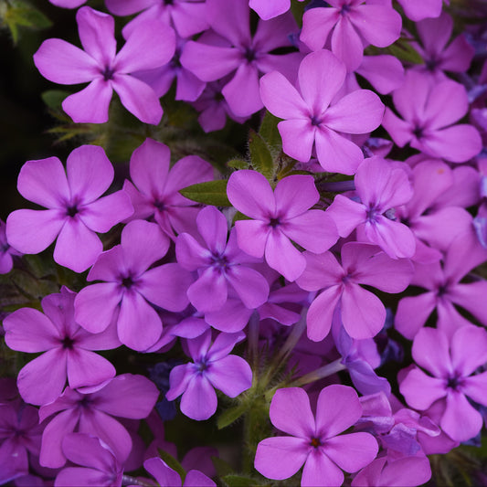 Phlox 'Candy Cloud Pink' ~ Trio of 3 Hefty Plants for Preorder