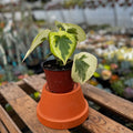 Variegated Raindrop Peperomia | Pilea Verdant Flame